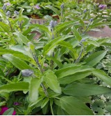 Product: Salvia/Salie groot - Actuele voorraad: 12