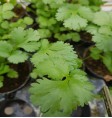 Product: Oregano plant - ChantyPlace.com