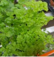 Product: Oregano plant - ChantyPlace.com