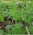 Product: Oregano plant - ChantyPlace.com