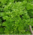 Product: Oregano plant - ChantyPlace.com