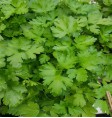 Product: Oregano plant - ChantyPlace.com