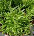 Product: Oregano plant - ChantyPlace.com