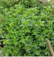 Product: Mentha (munt) - ChantyPlace.com