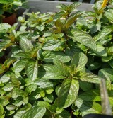 Product: Munt (chocola) plant - Actuele voorraad: 9