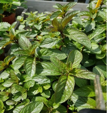 Product: Munt (chocola) plant