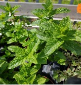 Product: Mentha (munt) - Actuele voorraad: 9