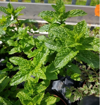 Product: Mentha (munt)