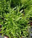 Kruiden planten vers
