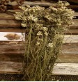 Product: Paardenbloem blad - ChantyPlace.com